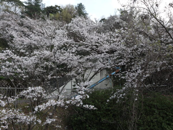 桜を見ながら川柳会をしました！