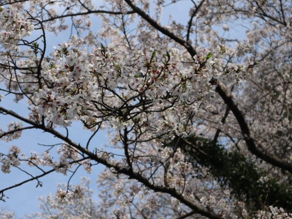 桜満開！！
