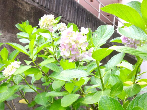今年も綺麗に咲きました！